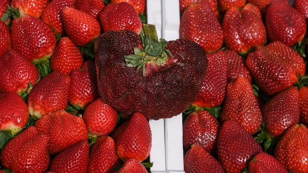 Ariel 先生的草莓是在他位于以色列中部的家庭農場種植的