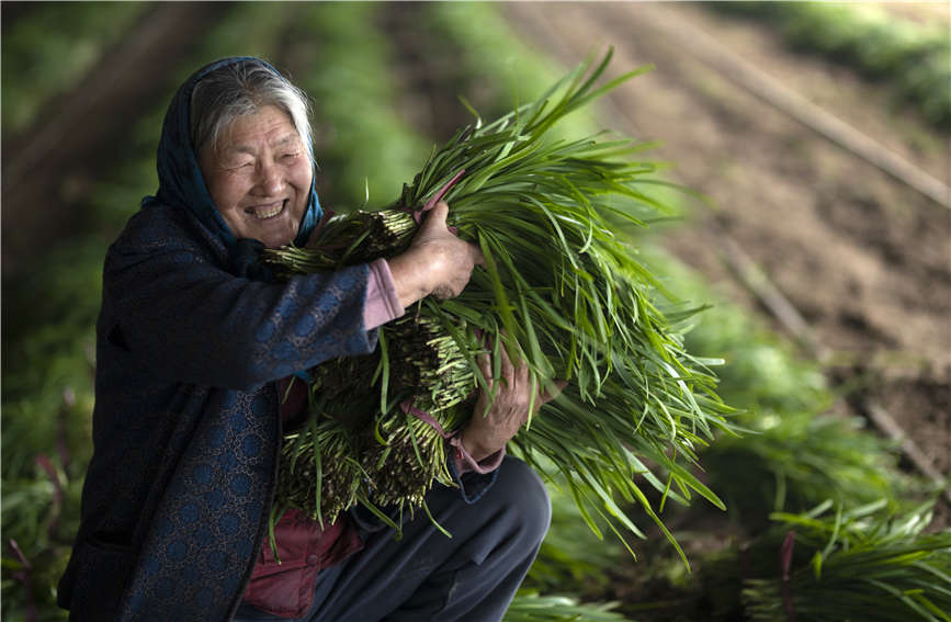 新疆巴州焉耆縣七個星鎮哈爾莫墩村農民鄧金梅收獲大棚韭菜。確·胡熱 攝
